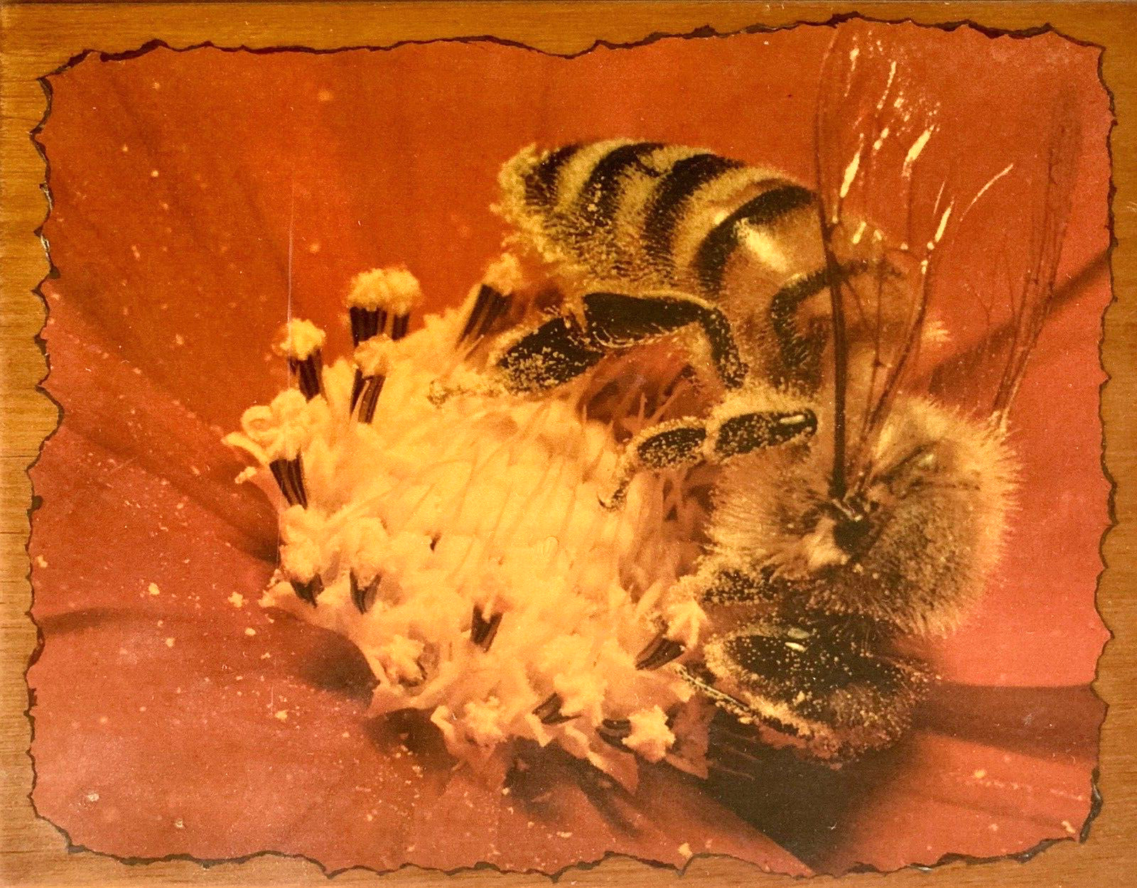 Honey Bee Flower 10″ Wood Garden Art 60s Nature Pollination Sepia Spring Farm