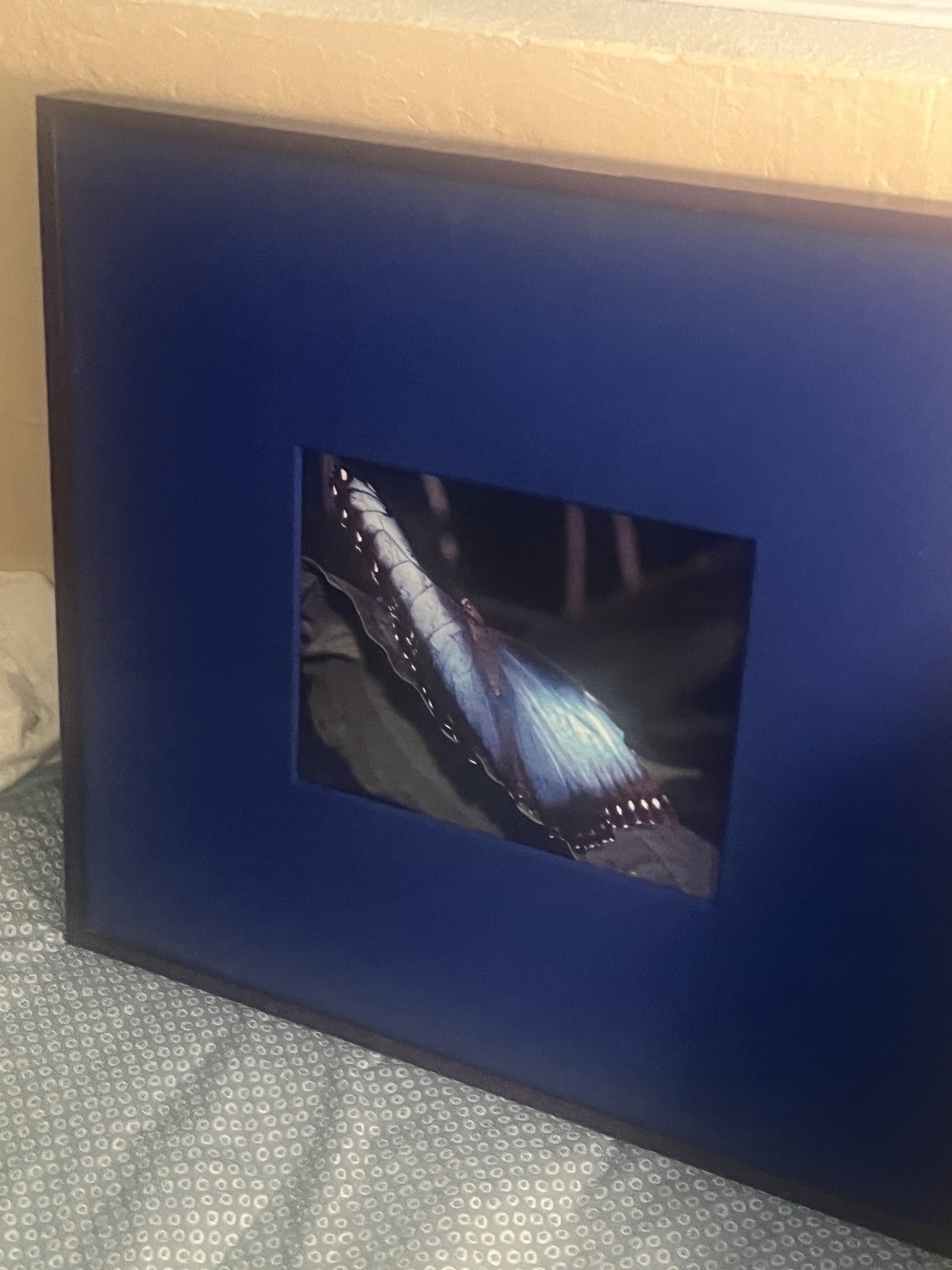 Rare Chelsea Framed Matted Color Butterfly Wing Photo, Nature Landscape art