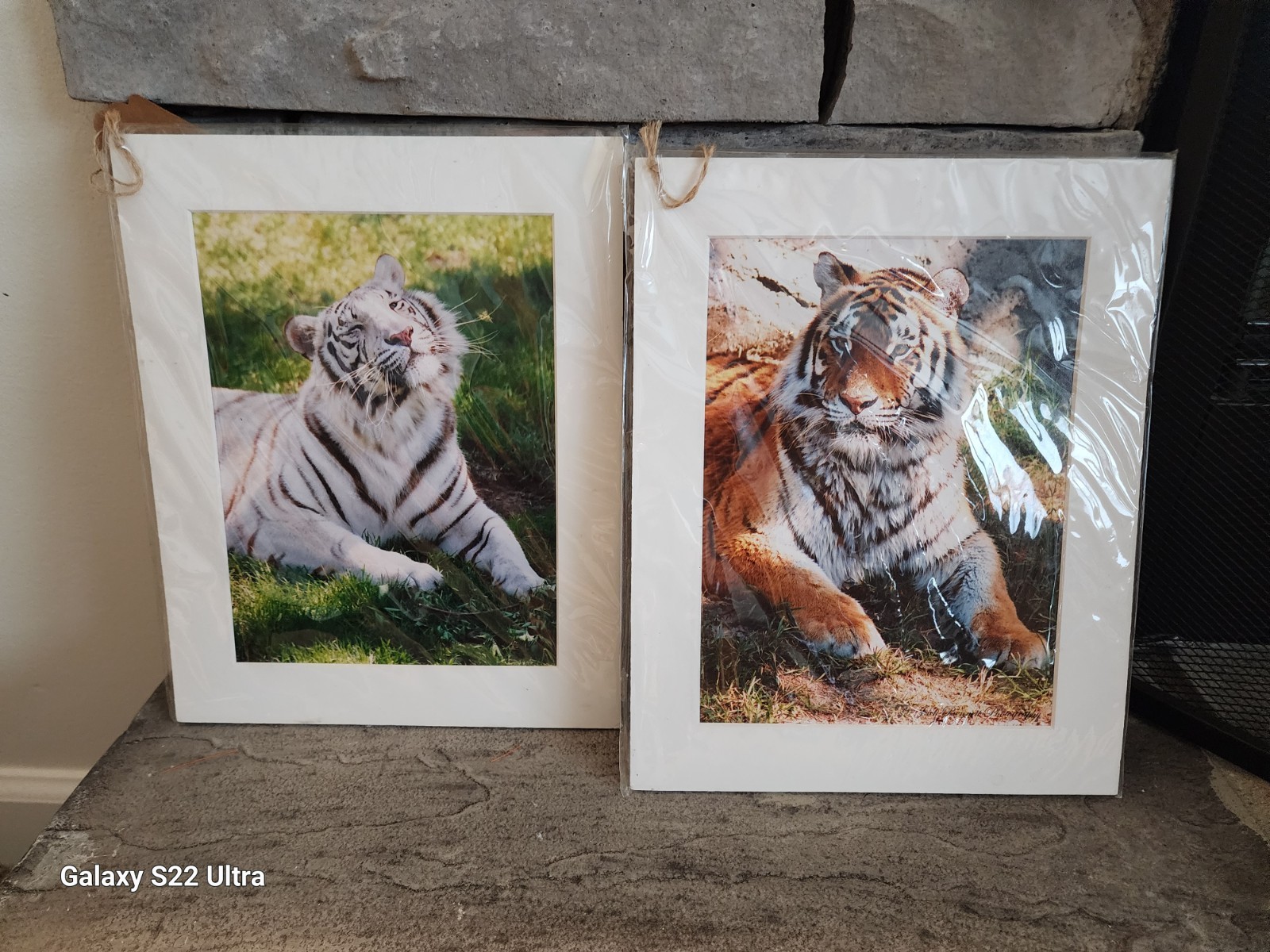 Yellow Tiger, White Tiger, set of 2, matted w/cert of authenticity, wildlife