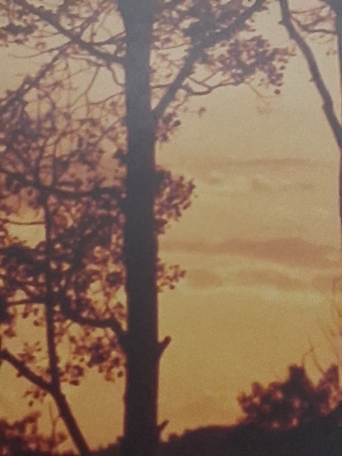 Framed Limited Edition Photograph — Sunset Silhouette Forest — Signed & Numbered