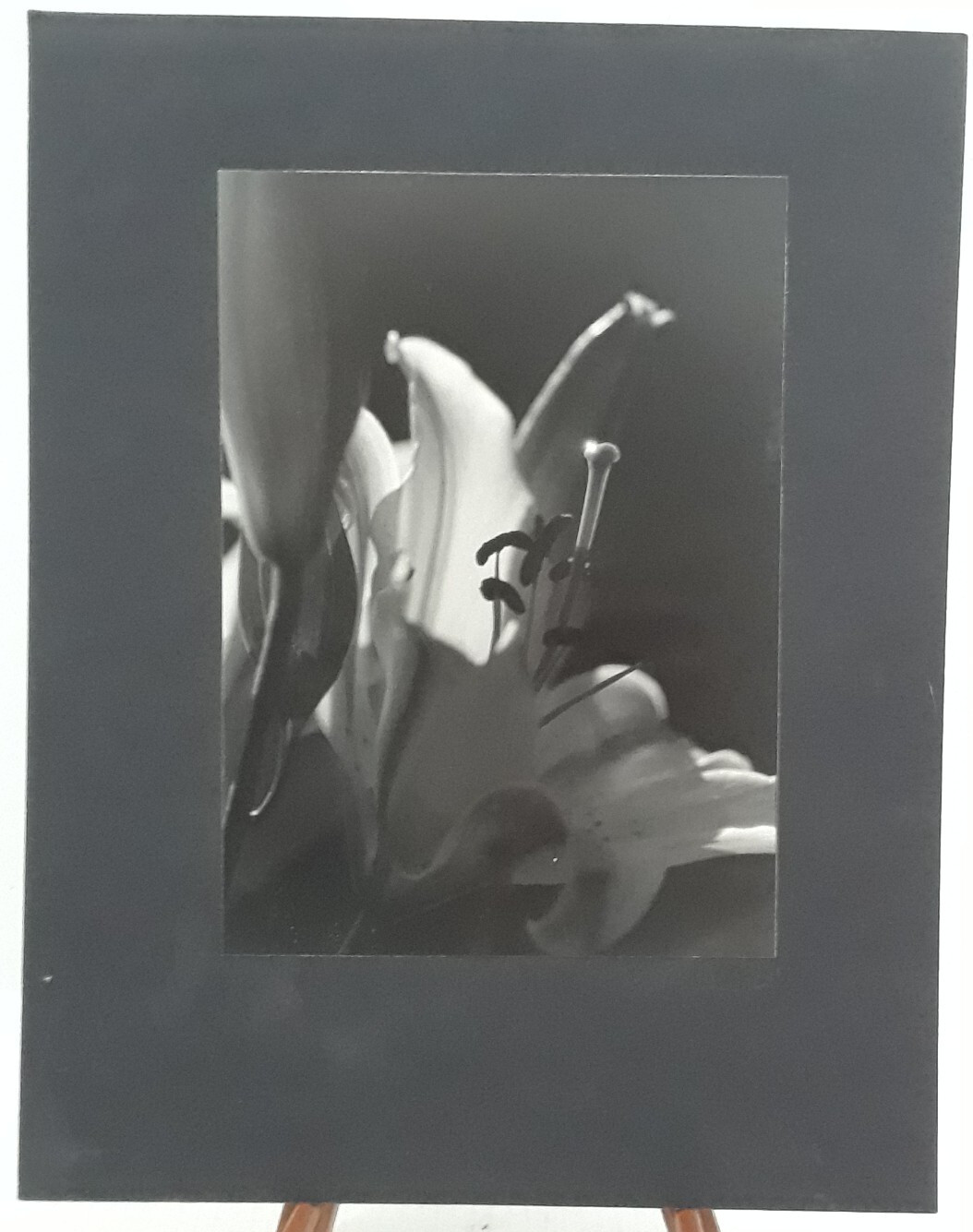 Original Signed Photos on Board Lot of 4 11 x 14 Black White Board Various