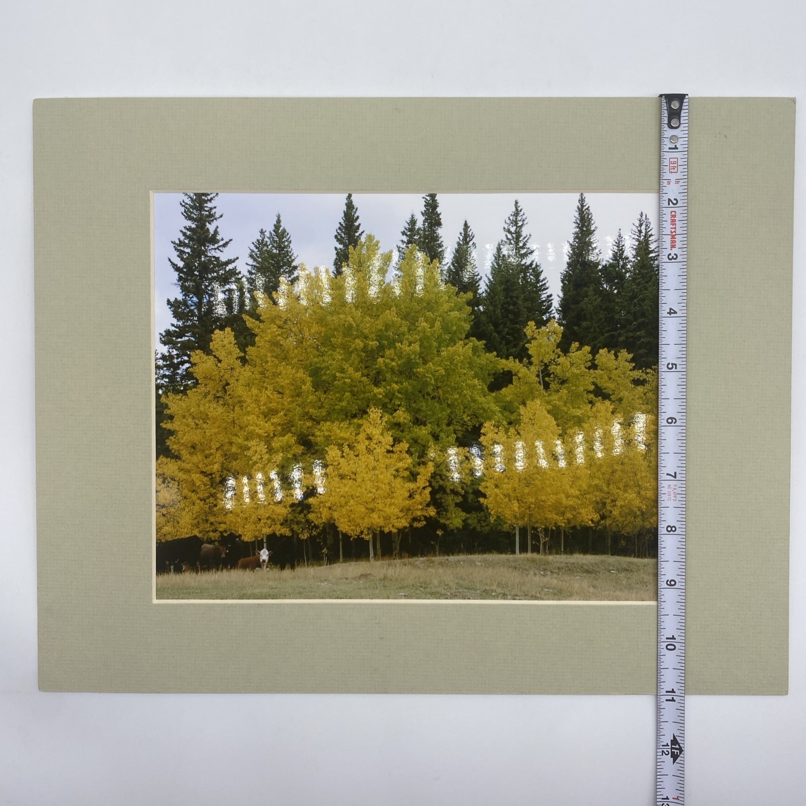 Matted Autumn Forest Landscape Photo Print 11 X 14 Wall Art Gallery Decor