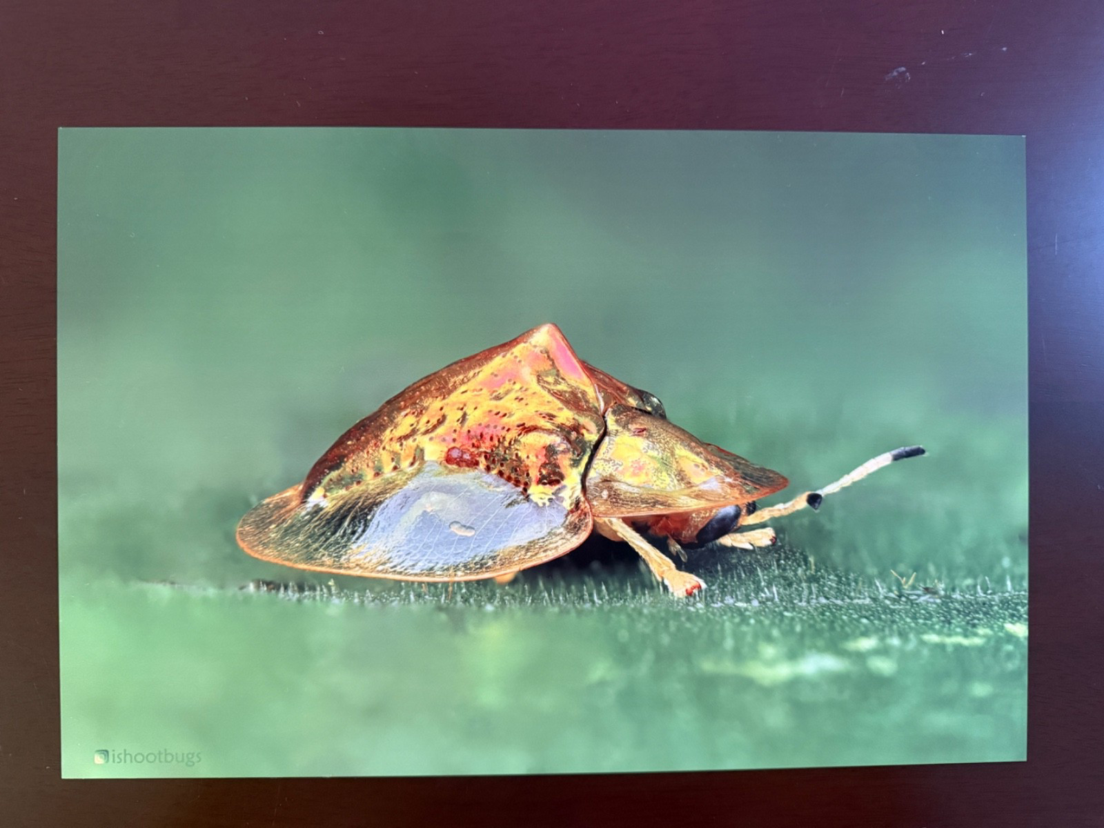 8×12 Tortoise Beetle Metal Wall Art Mid Gloss Macro Wildlife Photography