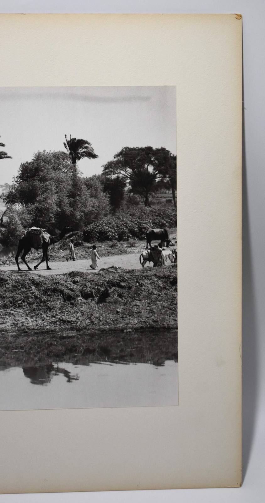 J.W. Howlett Black + white Photograph focusing on a Group of Travelers W/ Camel