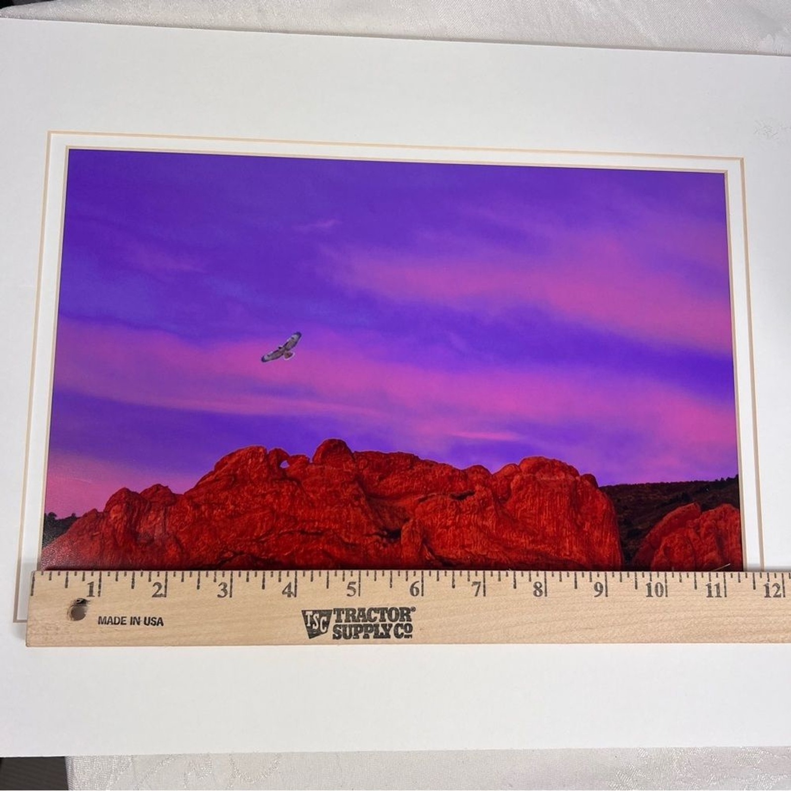 Debbie Yarra Nature’s Light Photography Print Hawk Spirit Soars in the Garden