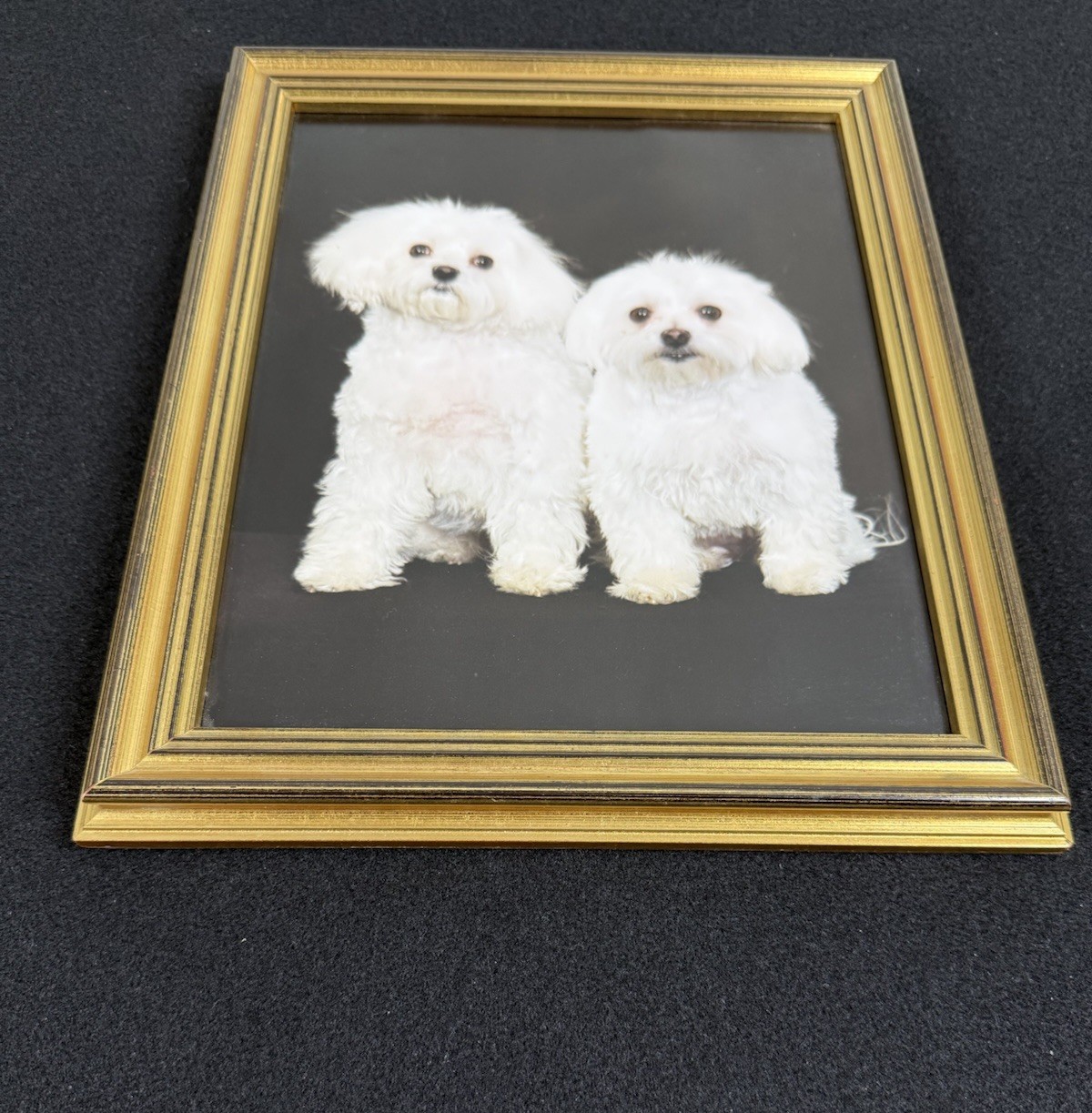 Vtg Original Framed Portrait White Maltese Dogs Gold Color Wood Ready To Hang