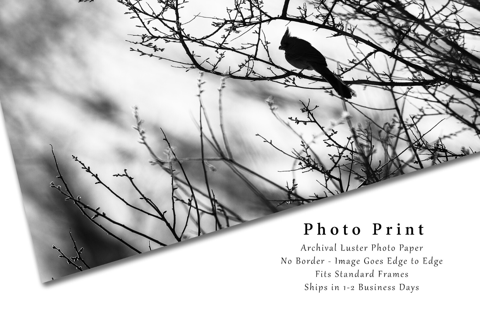 Cardinal Photography Print: Arizona Black & White Bird Desert Southwest Photo