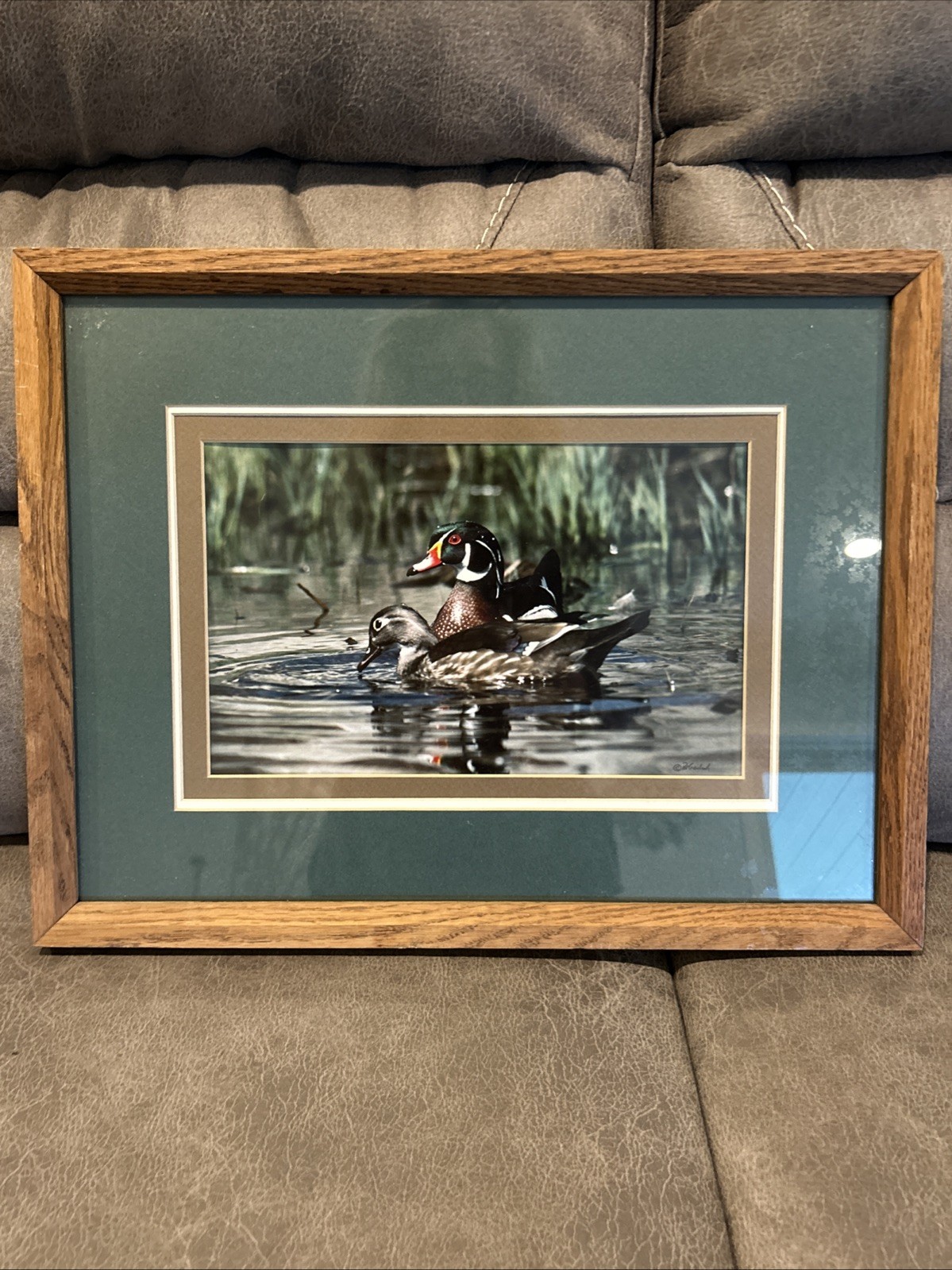Framed 1983 Wood Duck Photography By Wildlife Photographer Pat Gerlach