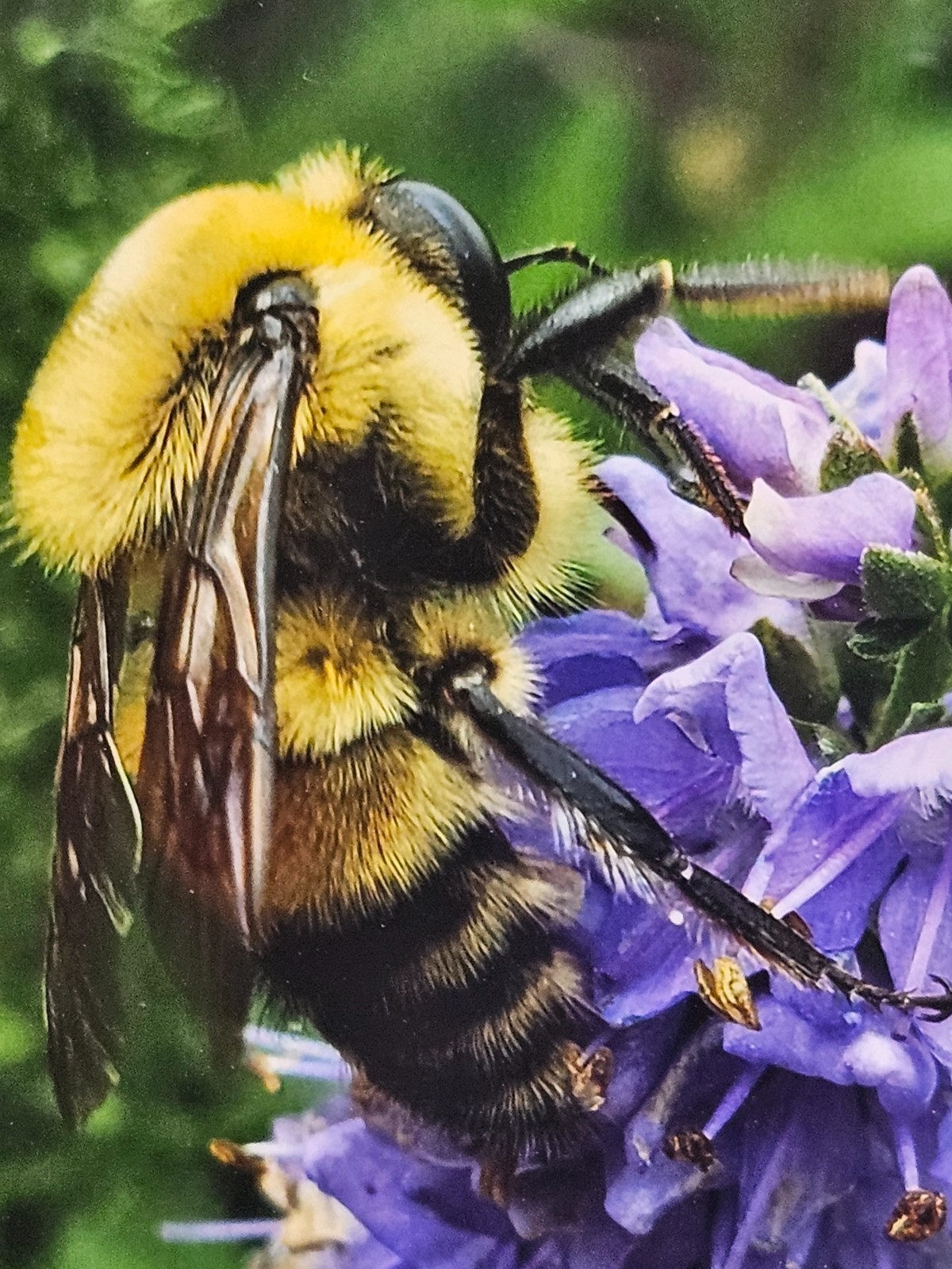 8×10 Signed Bumblebee Nature Photo Ornate Gold Honeycomb Frame by Audra Deane