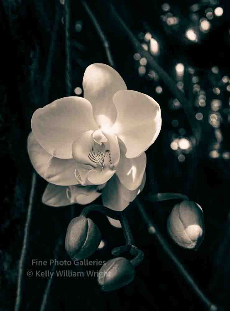 KELLY WILLIAM WRIGHT Signed Original Botanical Orchid Flower Zen Photo Art 12×16