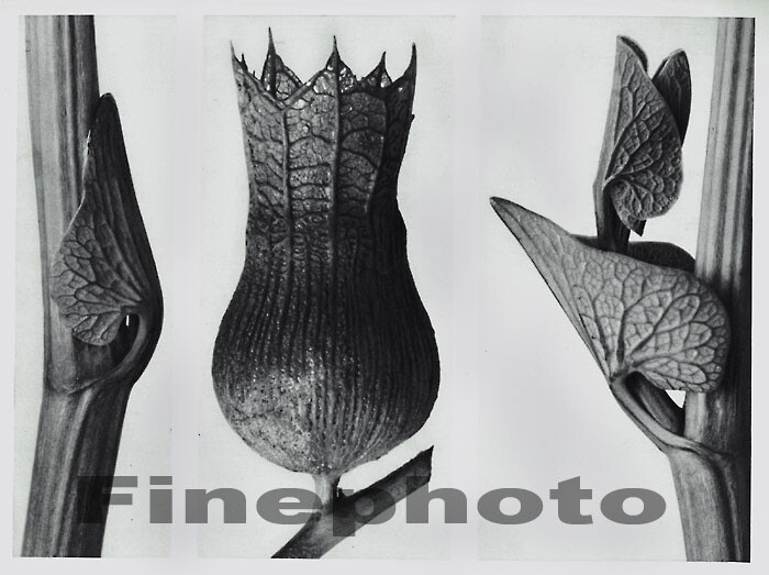 1929 Original KARL BLOSSFELDT Botanical Plant Bud Leaf Abstract Photo Gravure