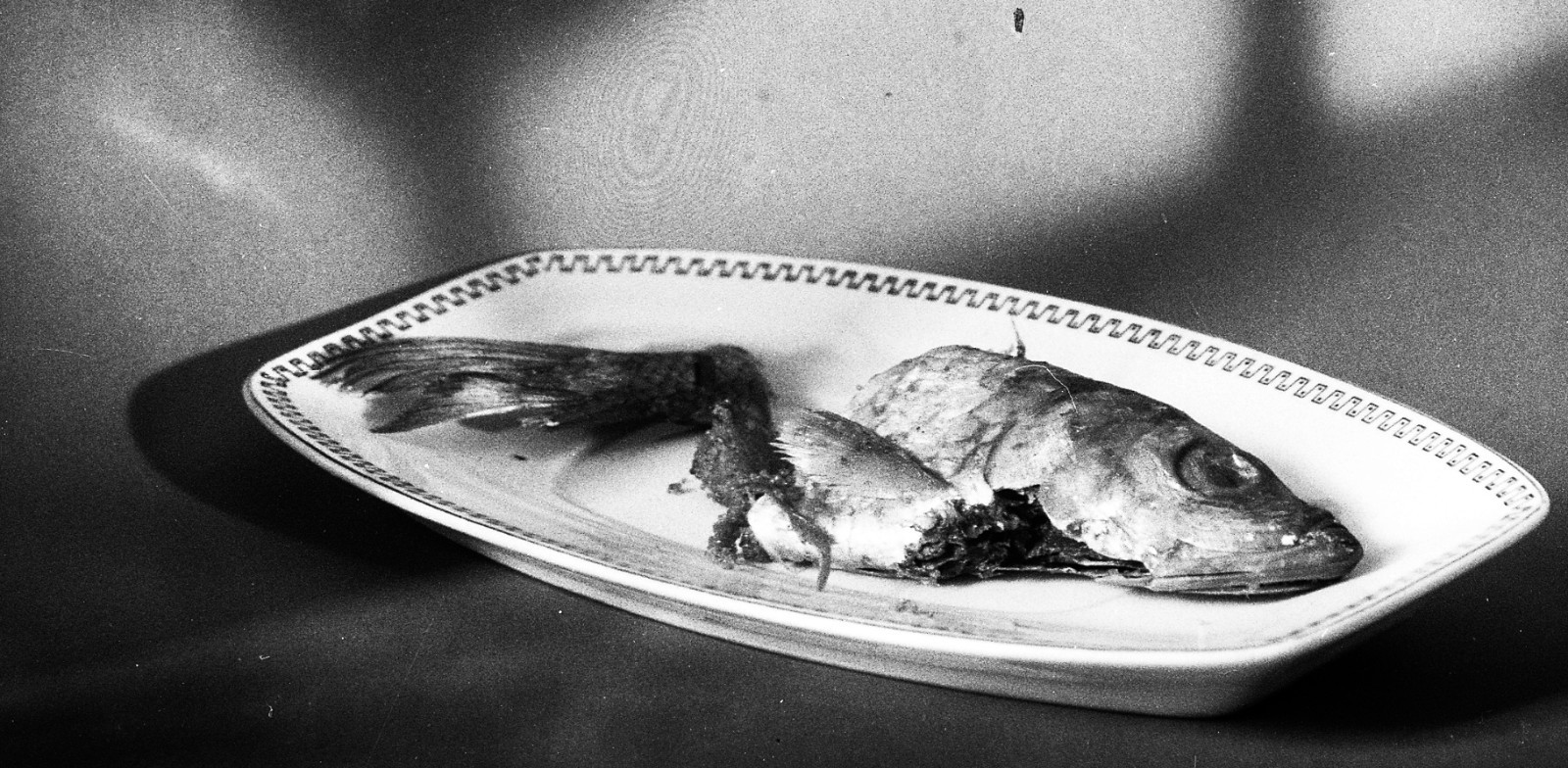 still life w fish and cat’s shadow, funny, unusual, ASH Wednesday, Eduard PEZDIK