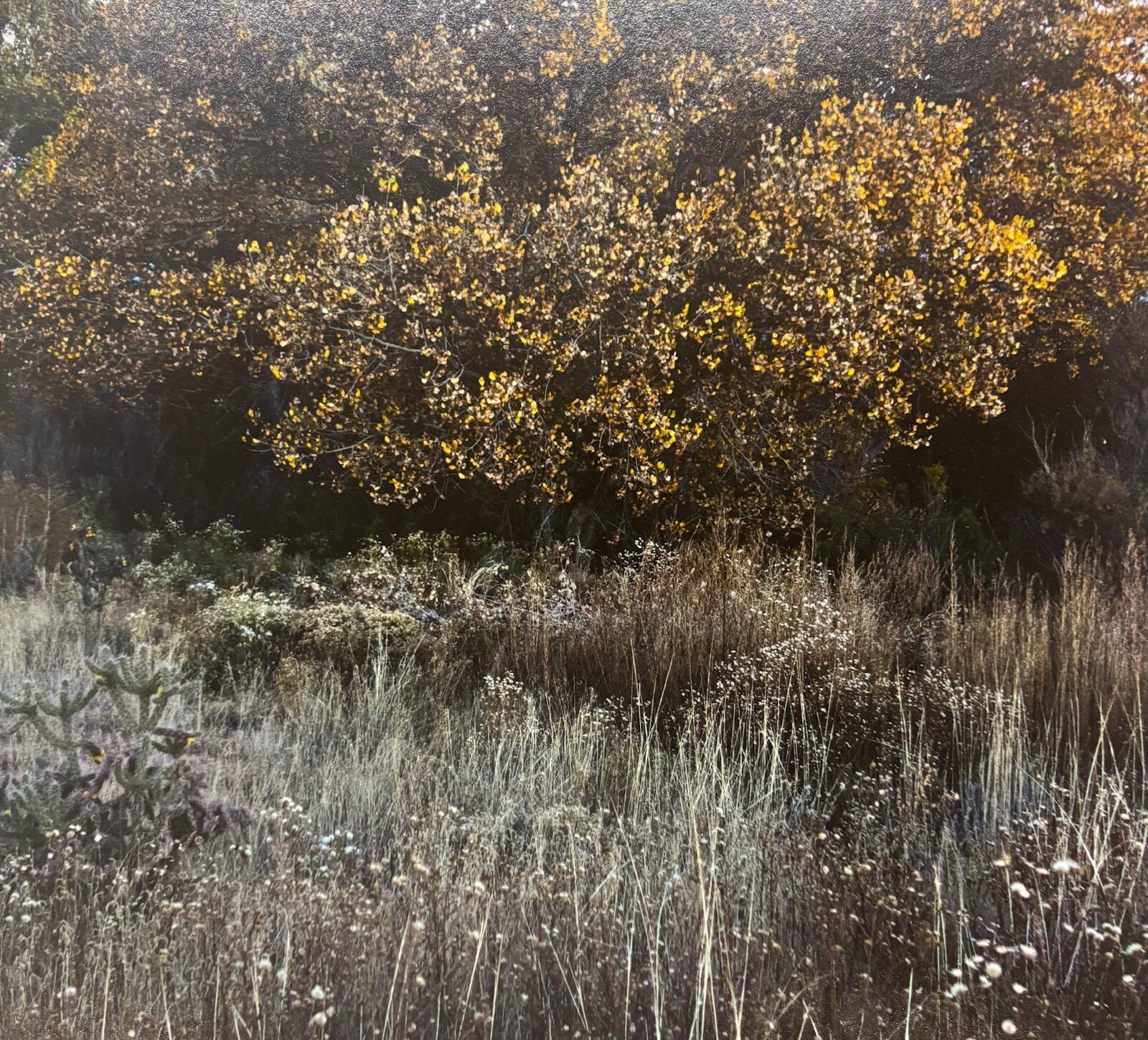 Vintage SUSANNAH HAYS ‘Star Vibrations’ SANTA FE New Mexico Landscape PHOTO