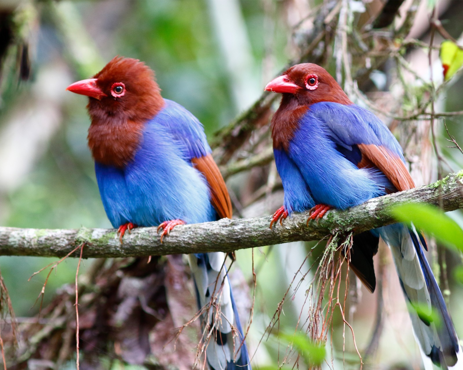 Sri Lanka Blue Magpie 8″x10″ Photograph 8×10 Print #2