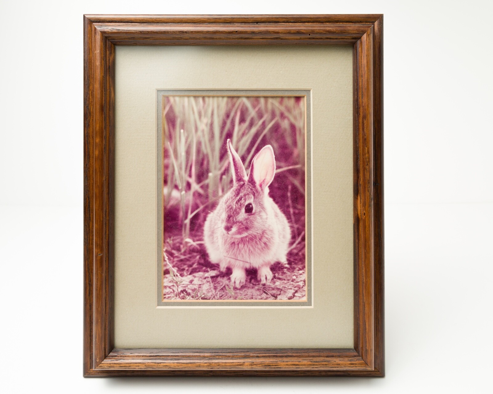 VTG Nature Photographs – Cottontail Raccoon William Ervin Natural Imagery Signed