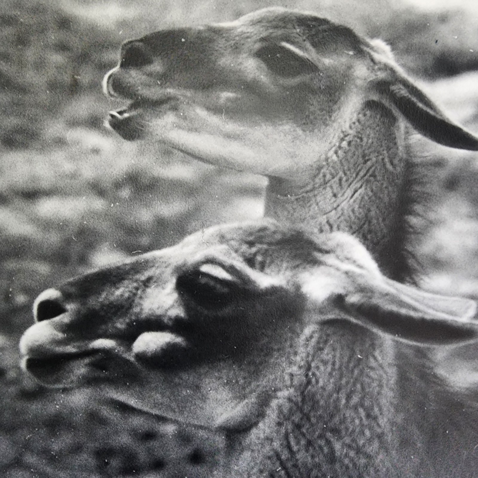 Art Photograph Two Llamas “Old Friends” Signed Rose Arizona Wildlife Photography