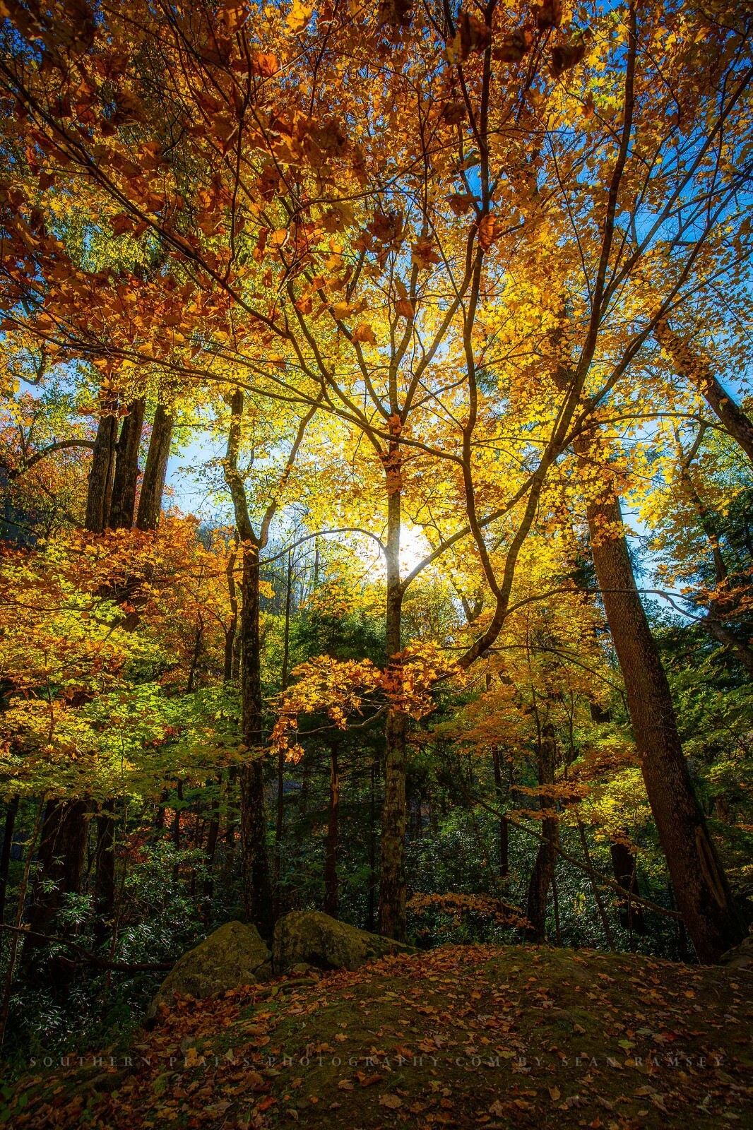 Great Smoky Mountains Tennessee Print – Picture Leaves in Sunlight on Autumn Day