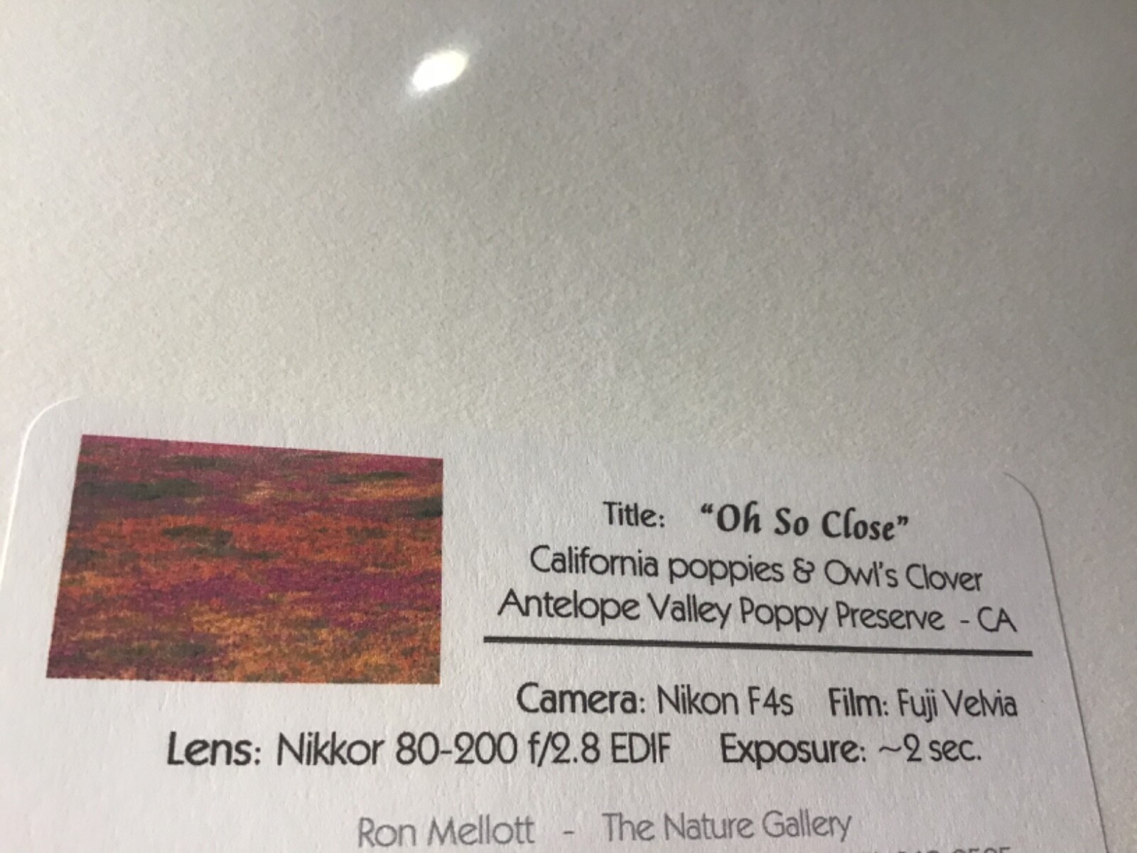 Ron Mellott matted photography California poppies Owl’s Clover Antelope Valley
