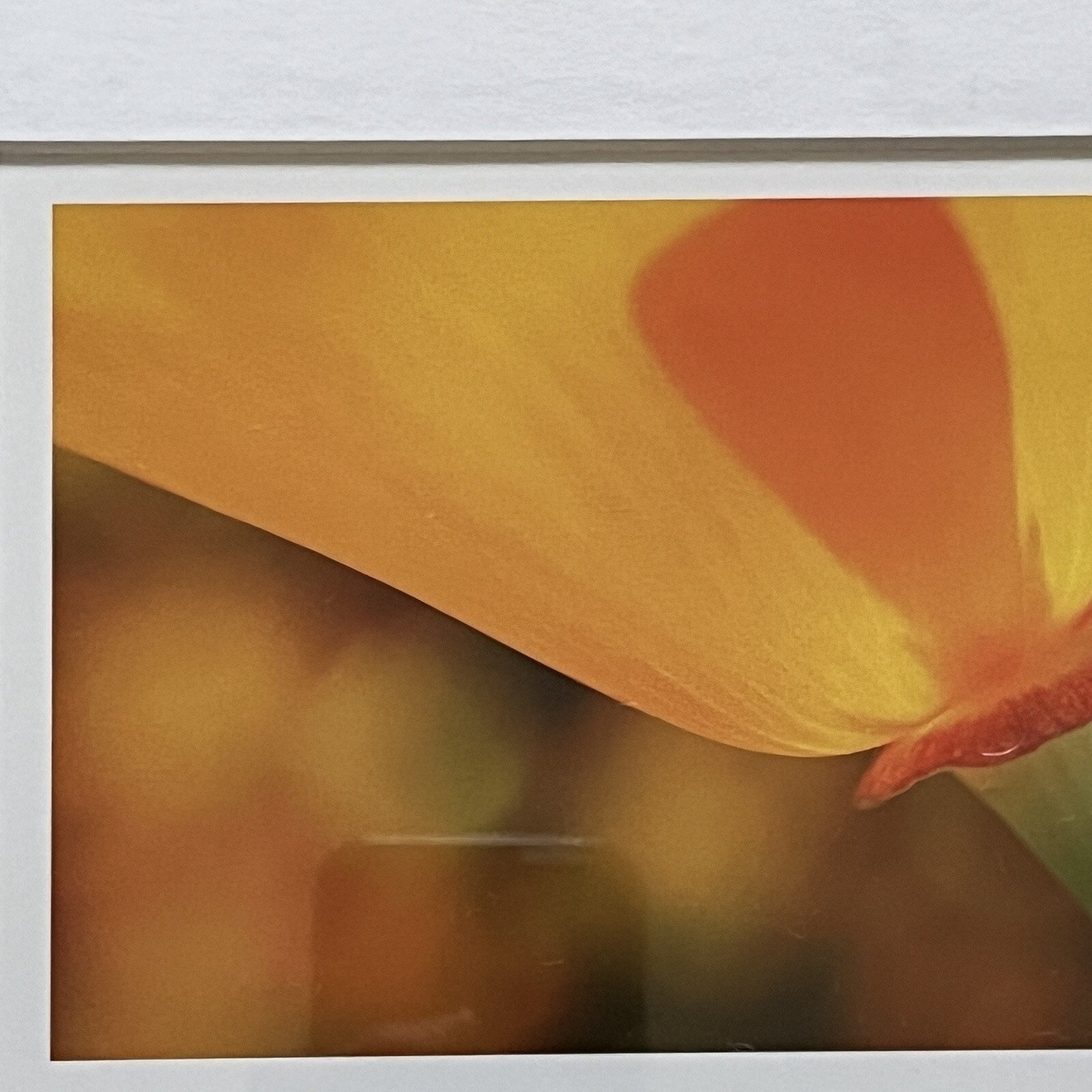 California Poppy Flower Art Photograph Signed & Framed
