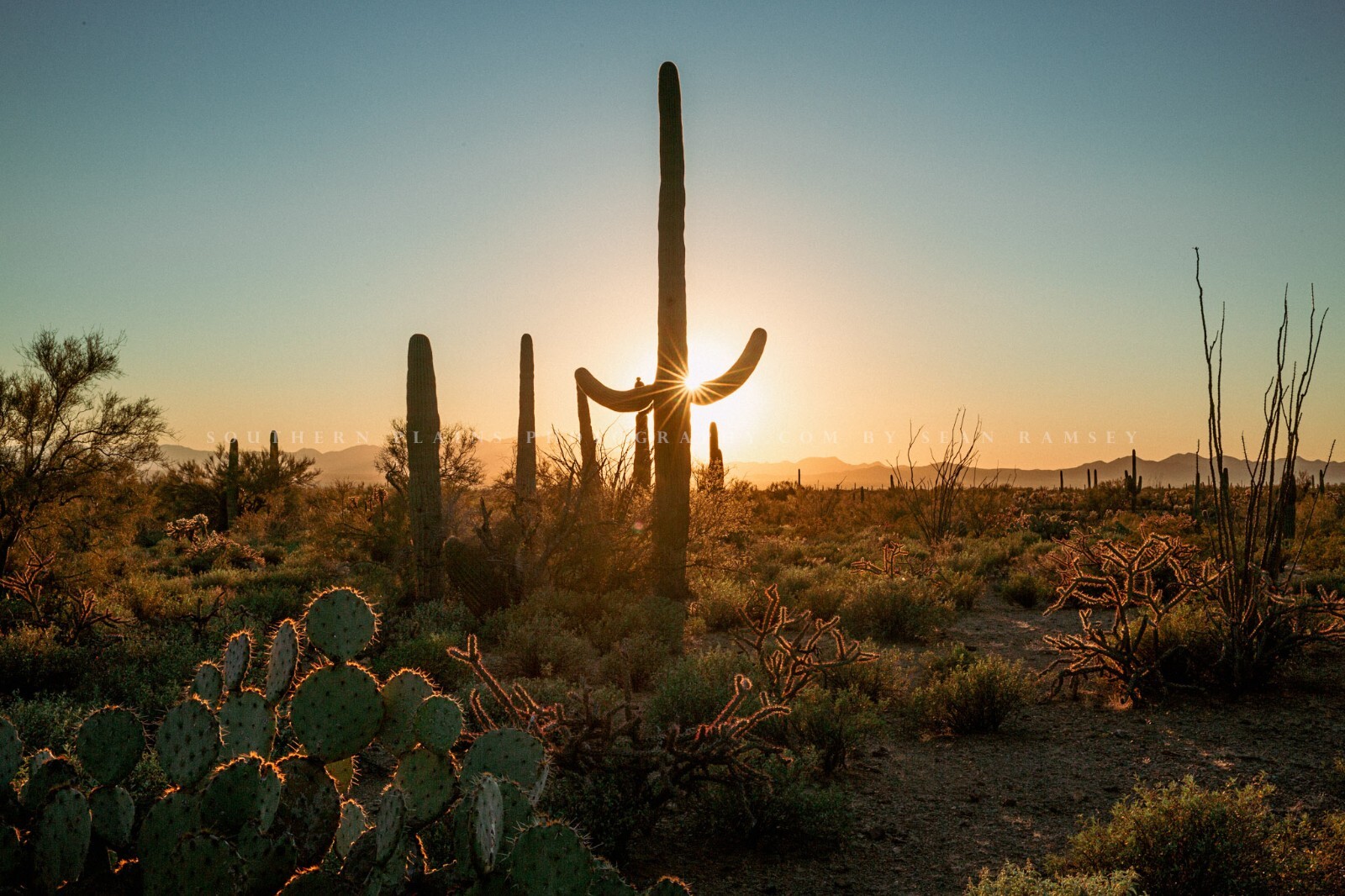 Saguaro Cactus Photography Print: Arizona, Sonoran Desert, Picture, Photo