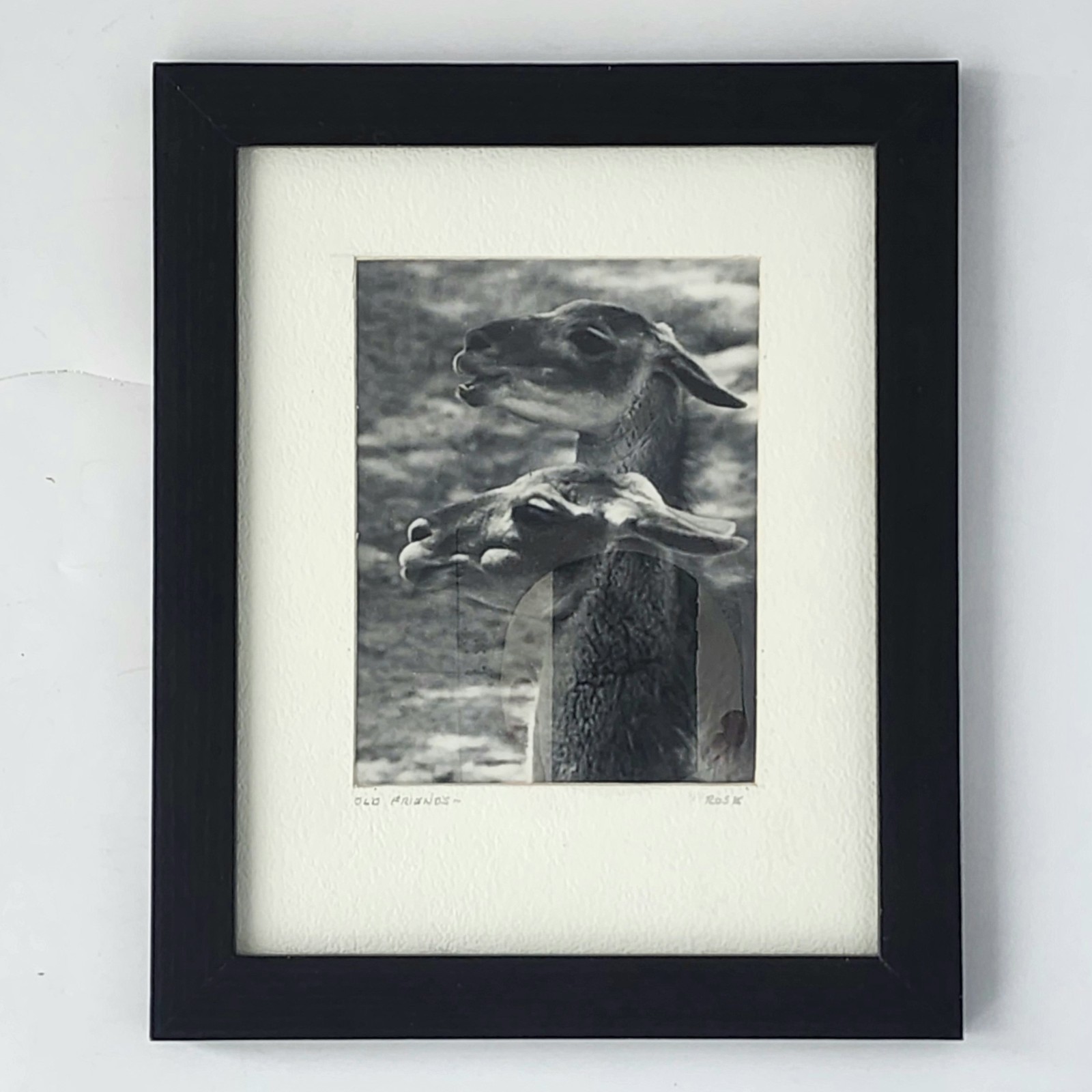 Art Photograph Two Llamas “Old Friends” Signed Rose Arizona Wildlife Photography