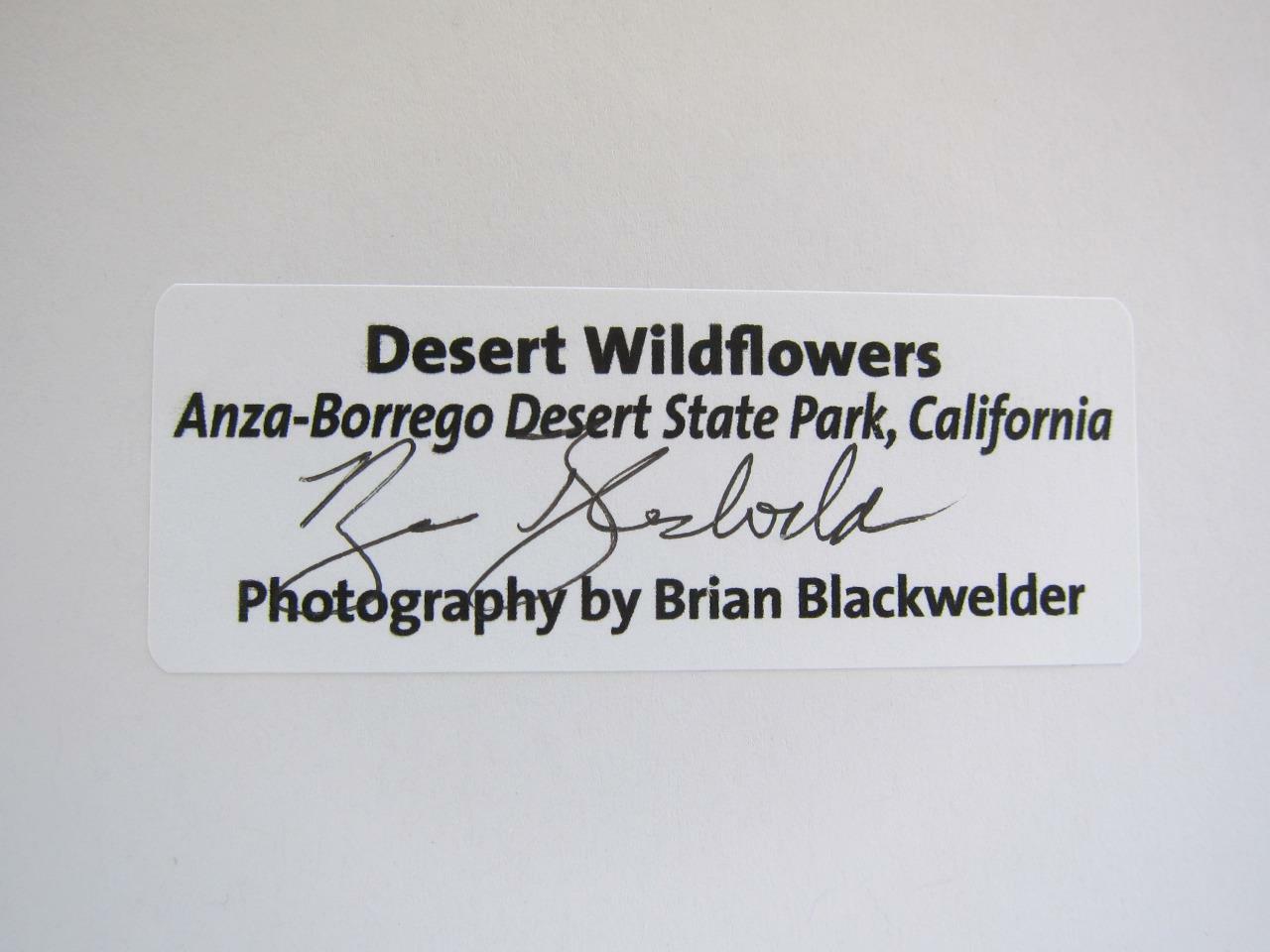 Desert Wildflowers Anza-Borrego CA 5×7 Photograph signed Brian Blackwelder – #26
