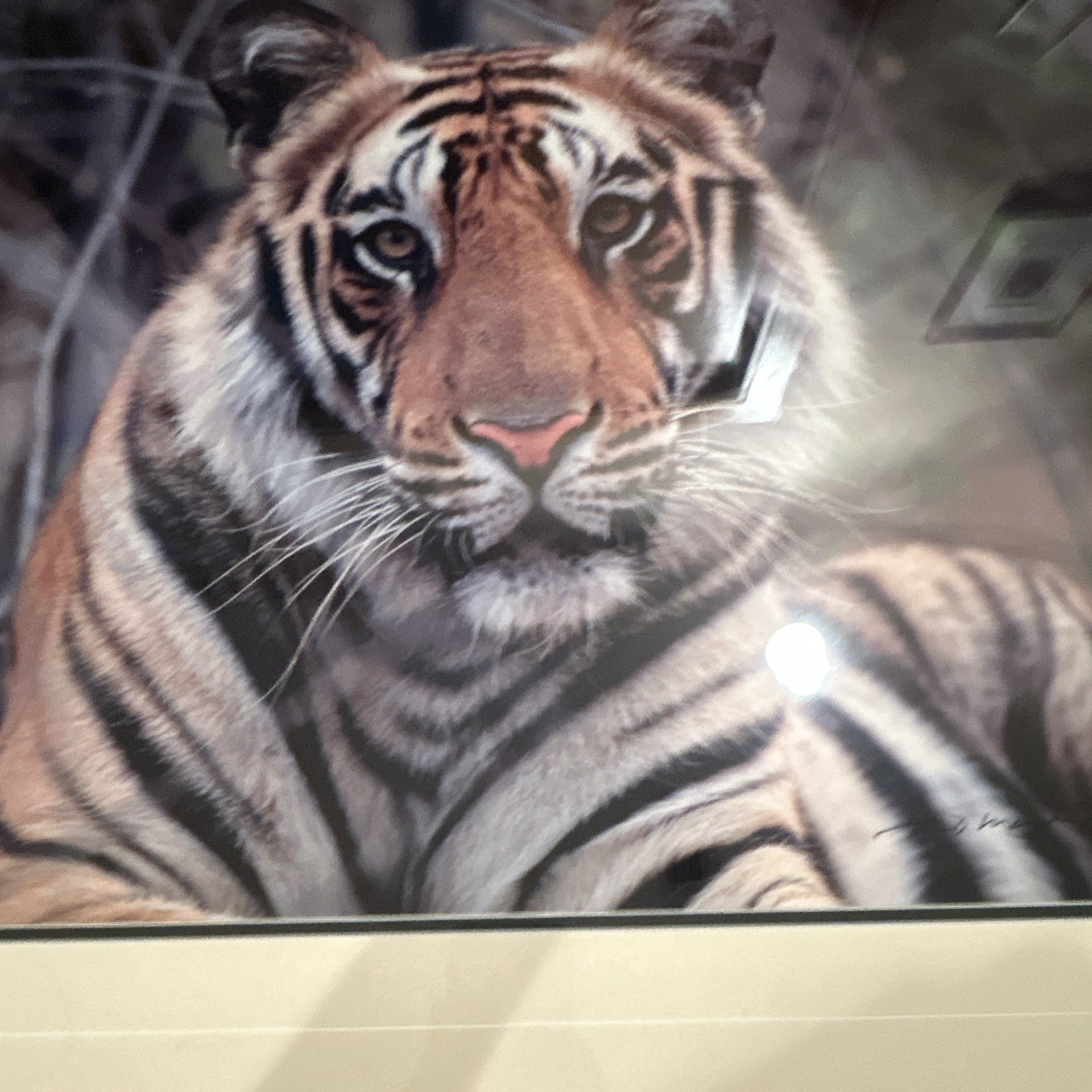Thomas Mangelsen “Survivor- Bengal Tiger” signed framed matted 28×22 color photo