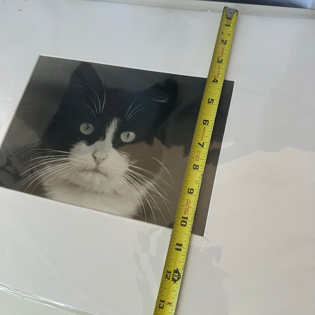Vintagew Black & White Cat Photo Print (Signed)