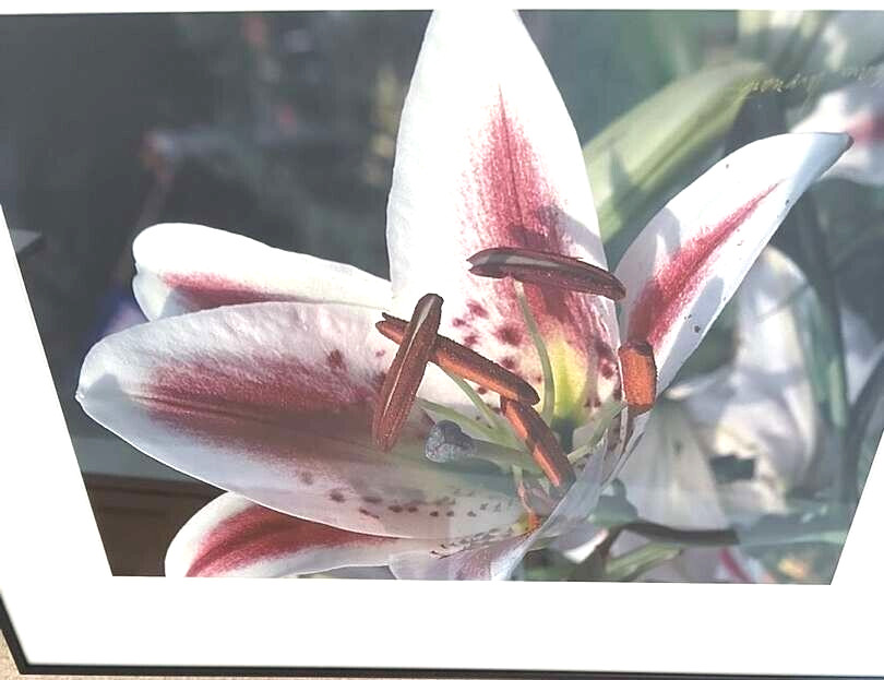 Art Photo 18×24″ William Moriarity Oriental Lily FRAMED matted signed Glass NICE