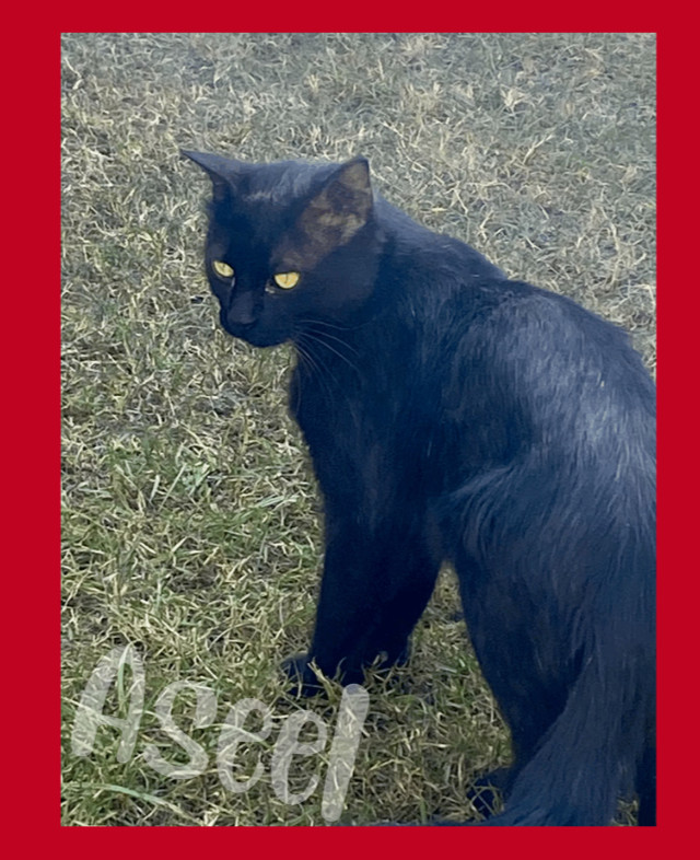 Mystical Feline Desktop Wallpaper | Elegant Black Cat Photo Back Ground