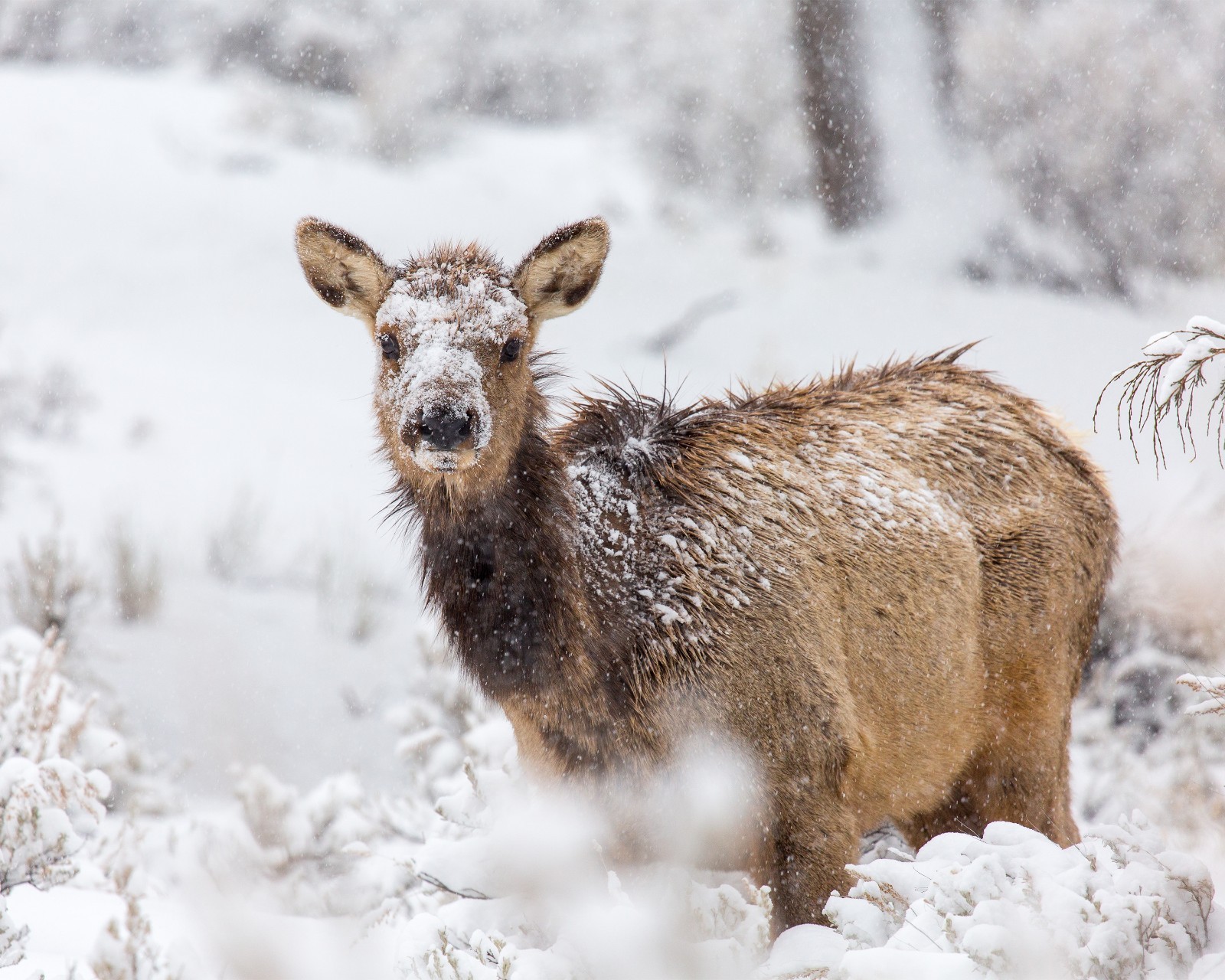 Female Elk in Snow 8″x10″ Photograph Print 8×10
