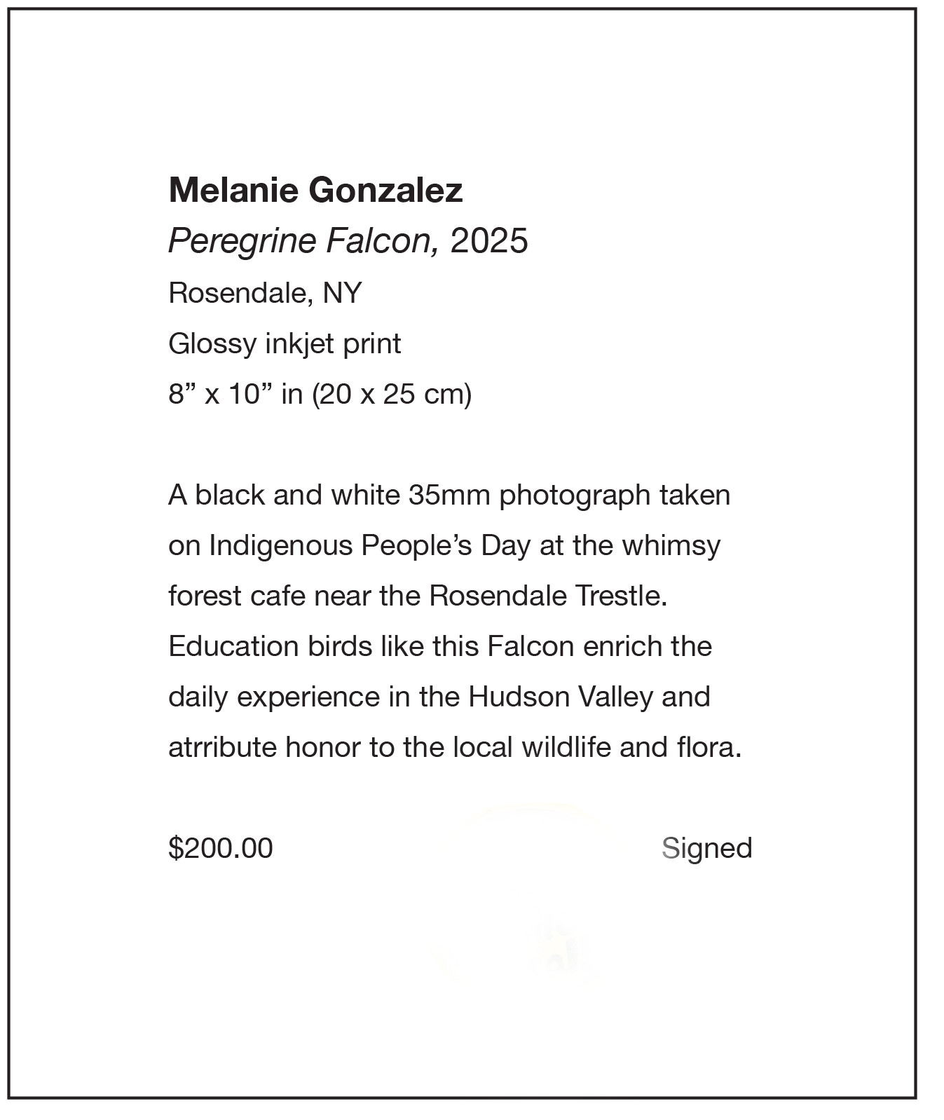 Peregine Falcon, Rosendale, NY, 8 x 10 in, 2024, art photo by Melanie Gonzalez