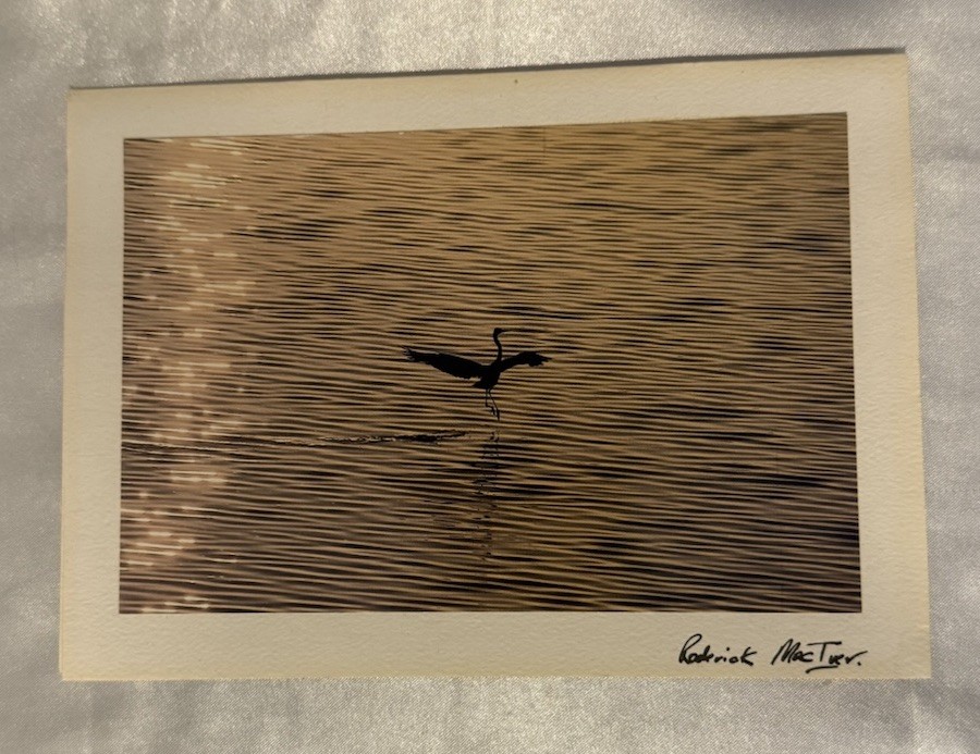Vintage Roderick MacIver Bird Photography Art Notecard Nature Water Scene