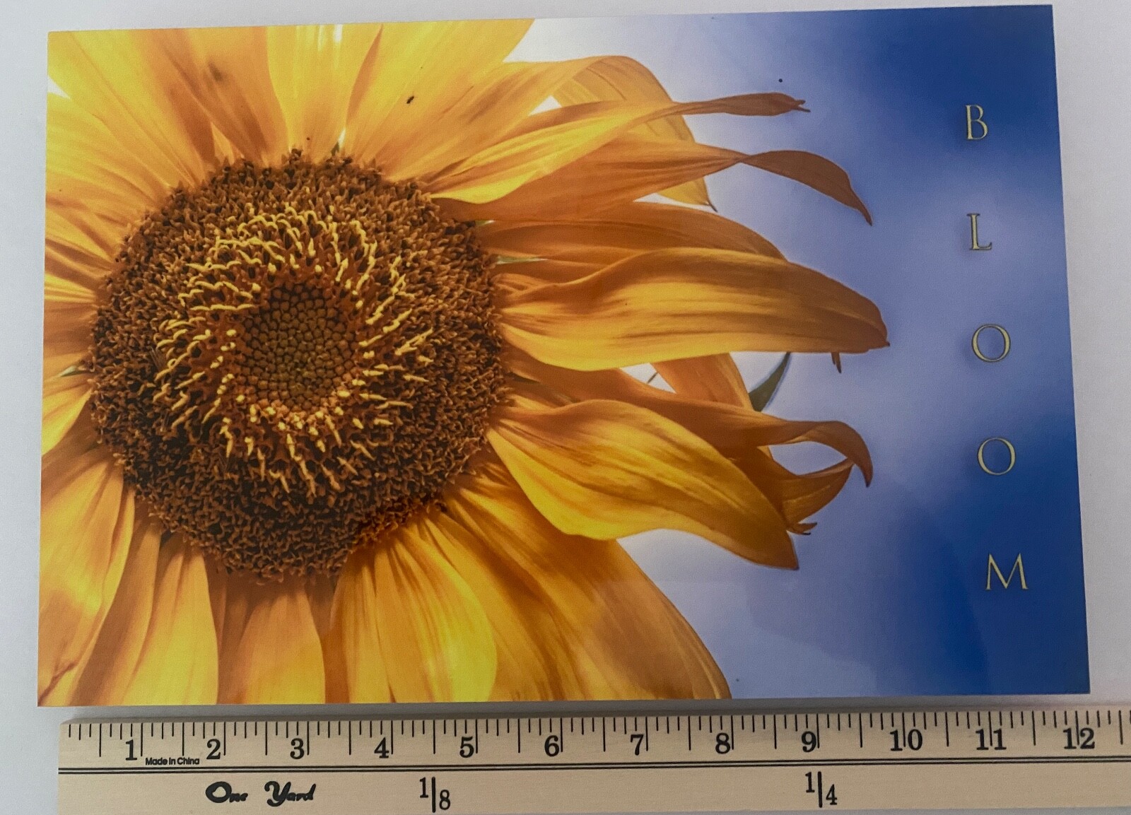 Sunflower “Bloom” Original Signed / Framed Photograph 8×12