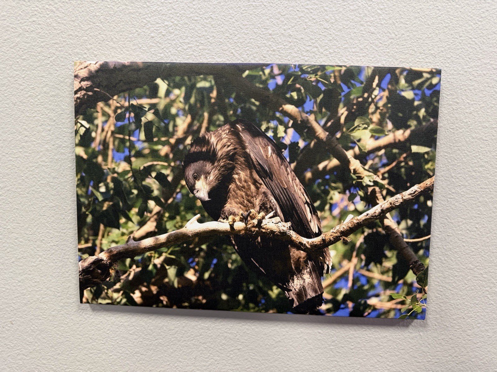 Young Bald Eagle On Canvas, Approximately 20×14 Inches