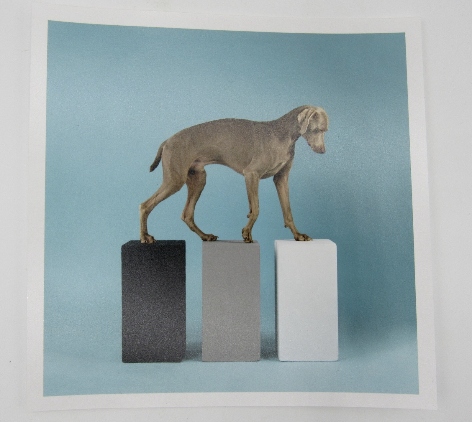 Signed William Wegman photograph Contact 2014 6×6” Magnum Weimaraner dog