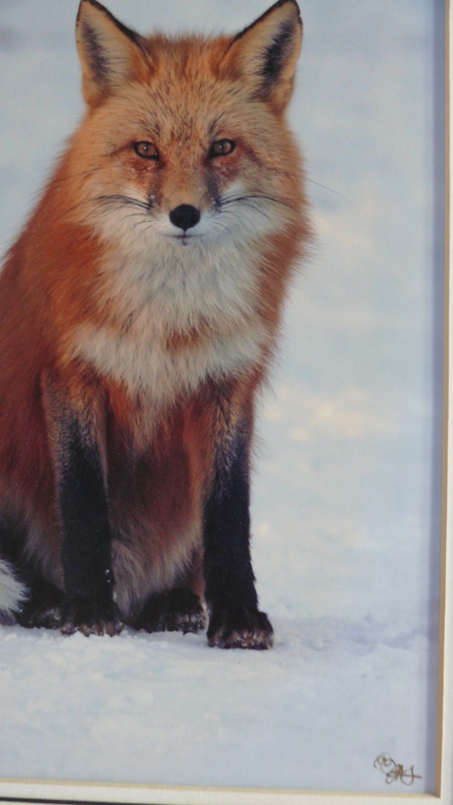 JUDY DEIST PHOTOGRAPH RED FOX OPEN EDITION
