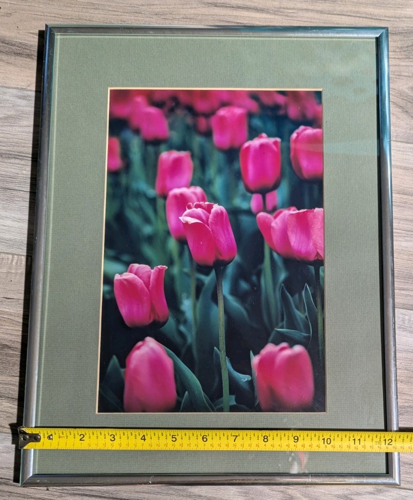 Framed Pink Tulips Floral Photograph -Green Matting Silver Frame 16.5″x12.5″