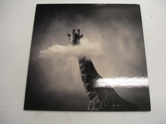 Yellow Komer Certify Photograph Glrafe Limited Edition 20×20 cm #738 Beautiful