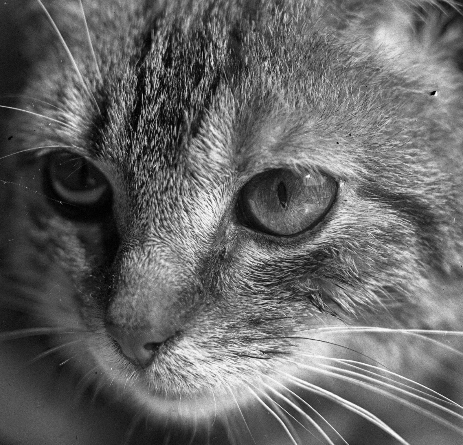 fine art GLASS PHOTO NEGATIVE, 1910’s, CAT, amazing CAT’s portrait it is an ori