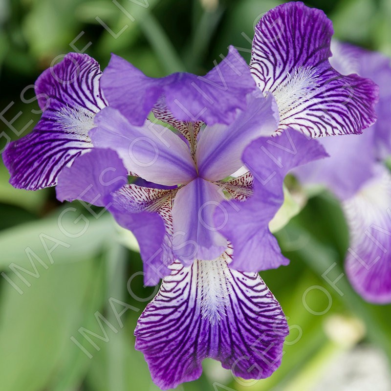 Framed Vibrant Iris Flower Photograph Printed on Aluminum Panel