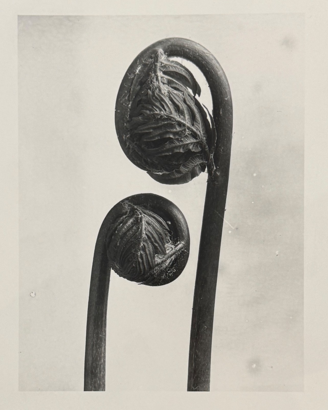 Karl Blossfeldt, King Fern, photograph from the estate, stylus art 2016