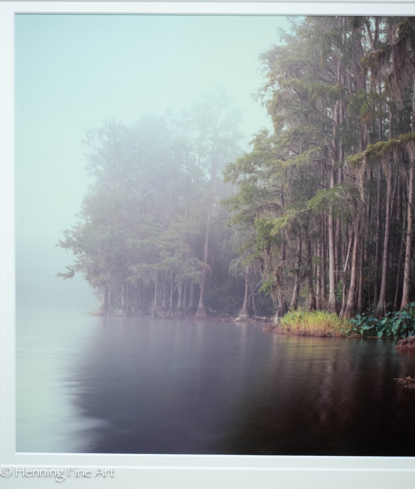 Jeff Ripple Signed Photograph of Misty Florida Cypress Tree Landscape 22×32″
