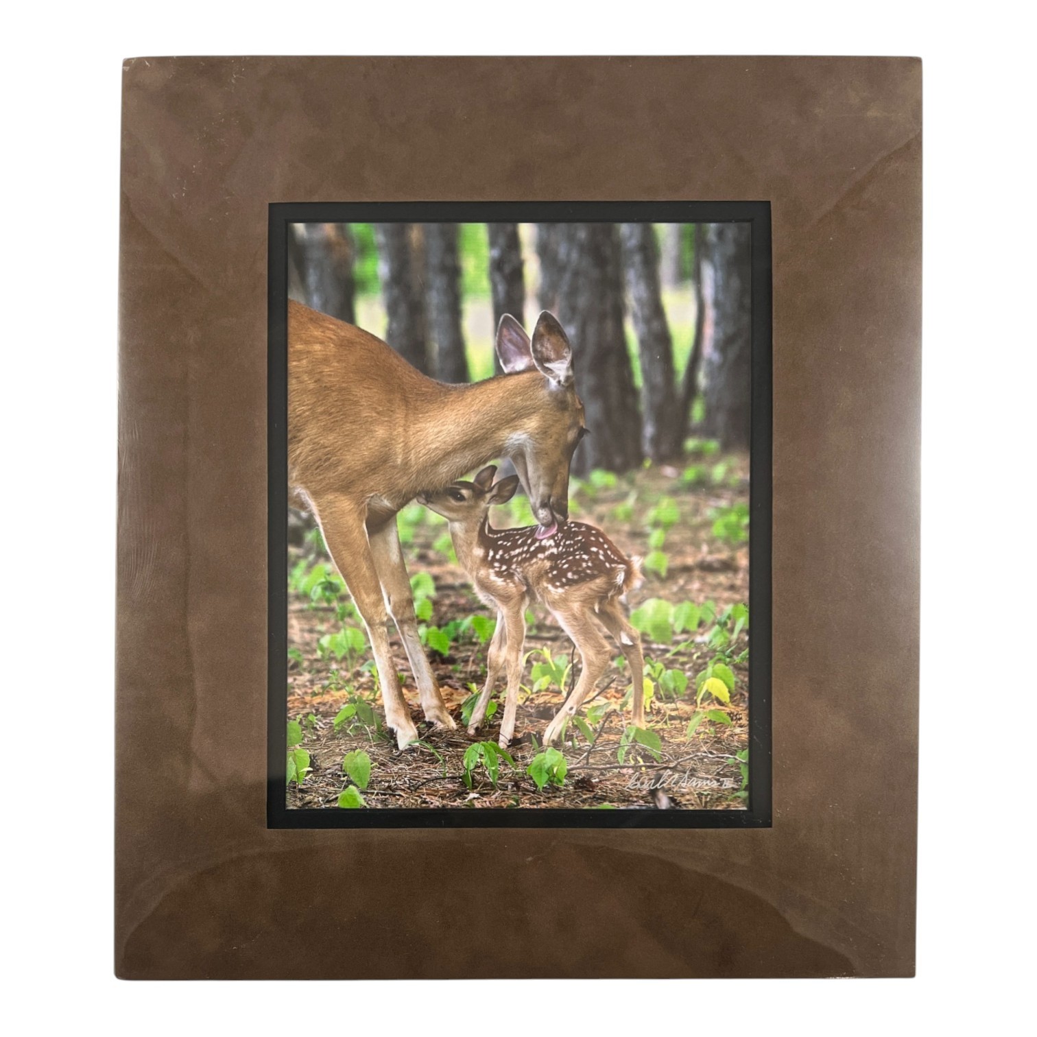 NEW Wildlife Photography Print: Stranger In The Woods ‘Mama Returns’ 8×10 Matted