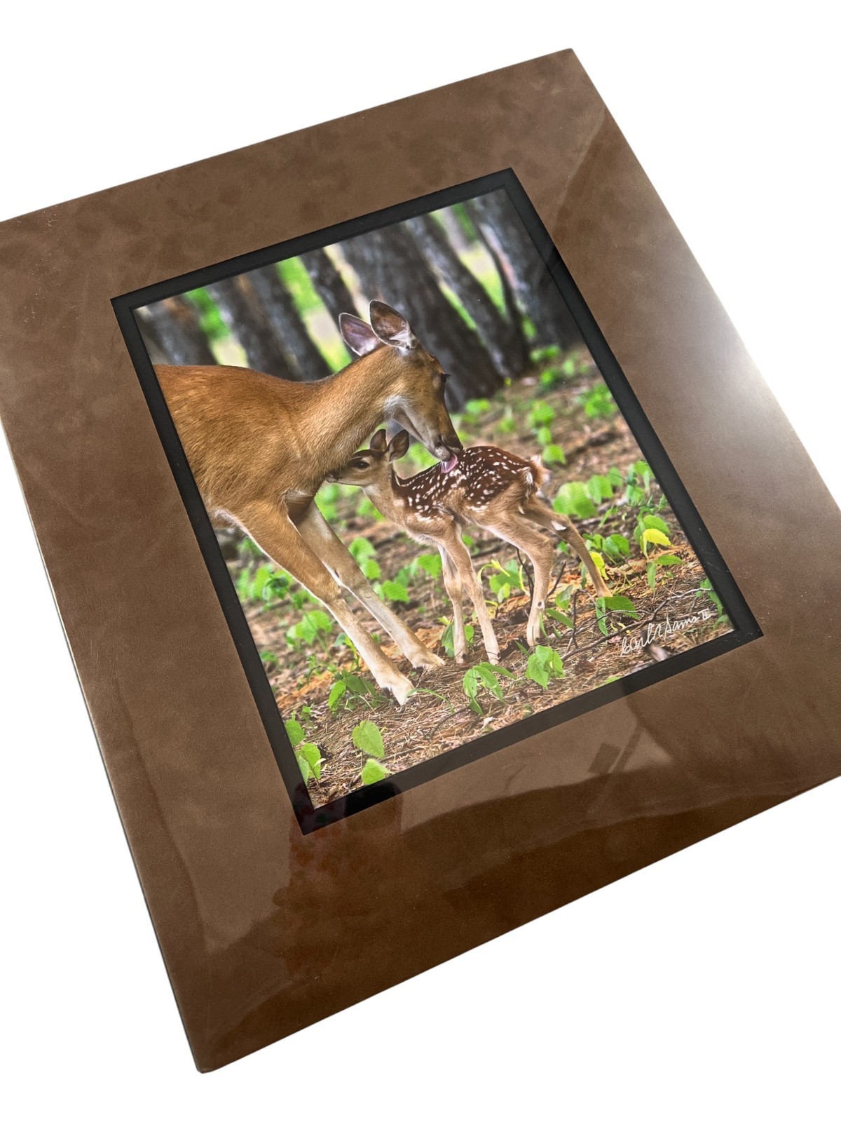 NEW Wildlife Photography Print: Stranger In The Woods ‘Mama Returns’ 8×10 Matted