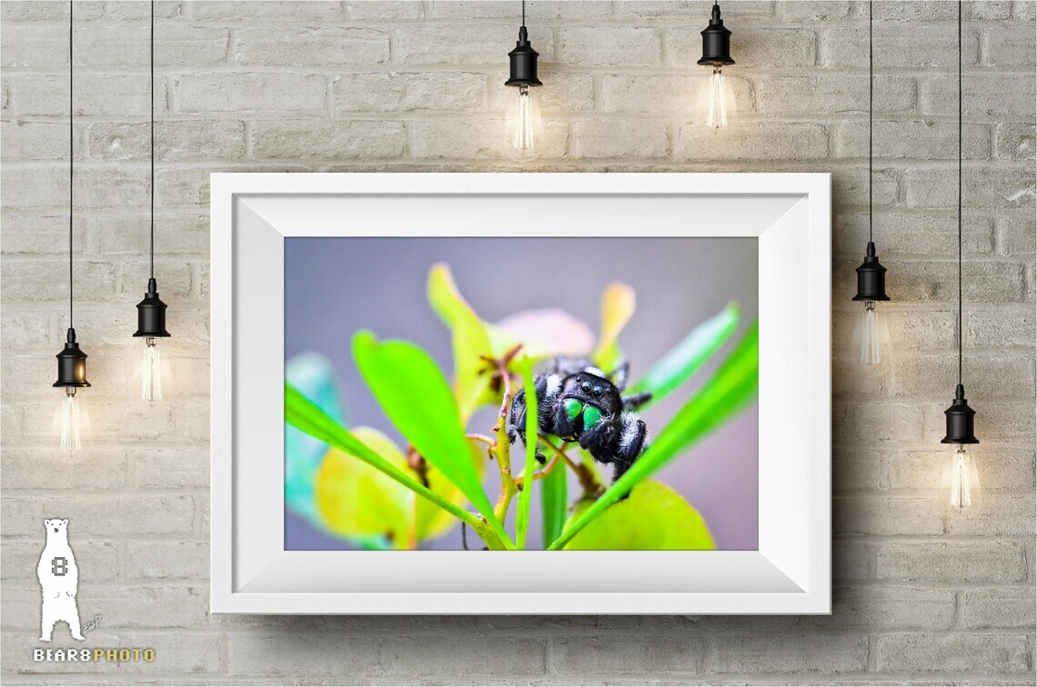 Daring Jumping Spider – Fine Art Macro Photography Prints – by Bear8Photo