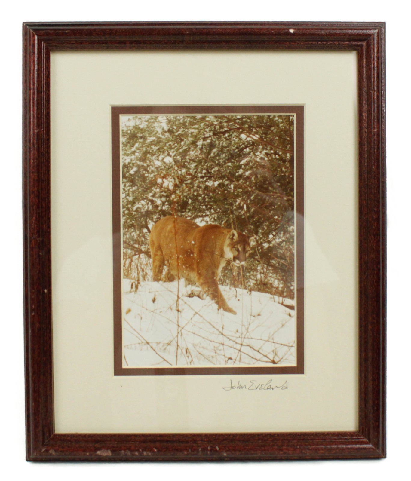 Mountain Lion Stalking in the Snow John Eveland Signed Photo Wood Framed