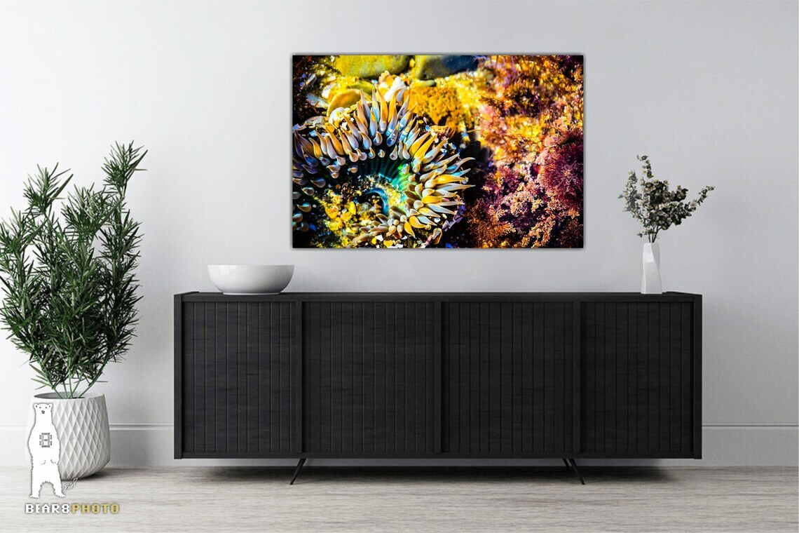 Sea Anemone – Fine Art Prints – Underwater Ocean Life Décor