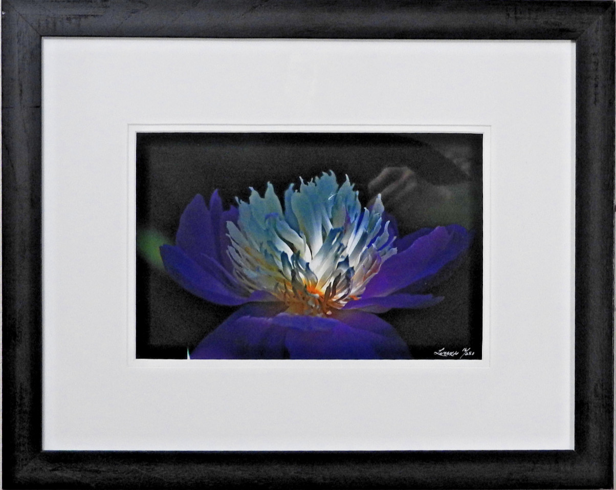 Perfect #16 of 250 18″x24″ Color Photograph Professional Frame Mat Flower