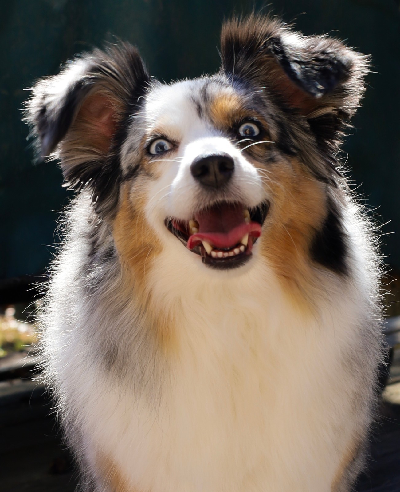 Fine Art Photograph Prints ( One Happy Dog )